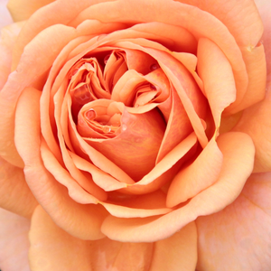 Поръчка на рози - Оранжев - Английски рози - интензивен аромат - Pоза Елен - Дейвид Чарлз Хеншой Остин - Цветята му дават уникален вид на Роза Еллен,които първоначално са прасковени,с кафяв нюанс.